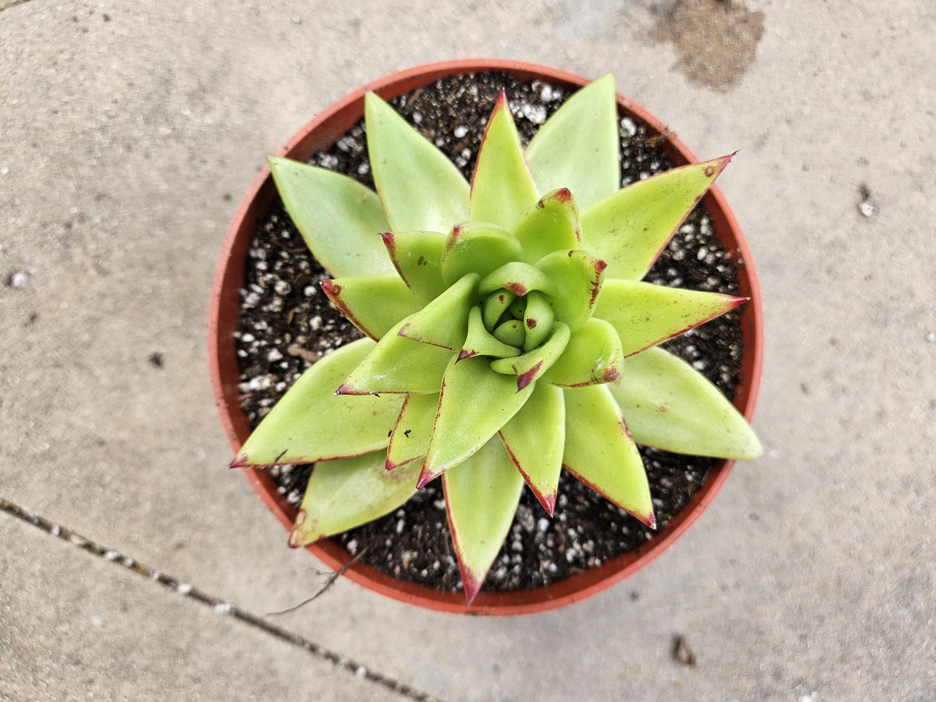 6" Echeveria Agavoides Lipstick
