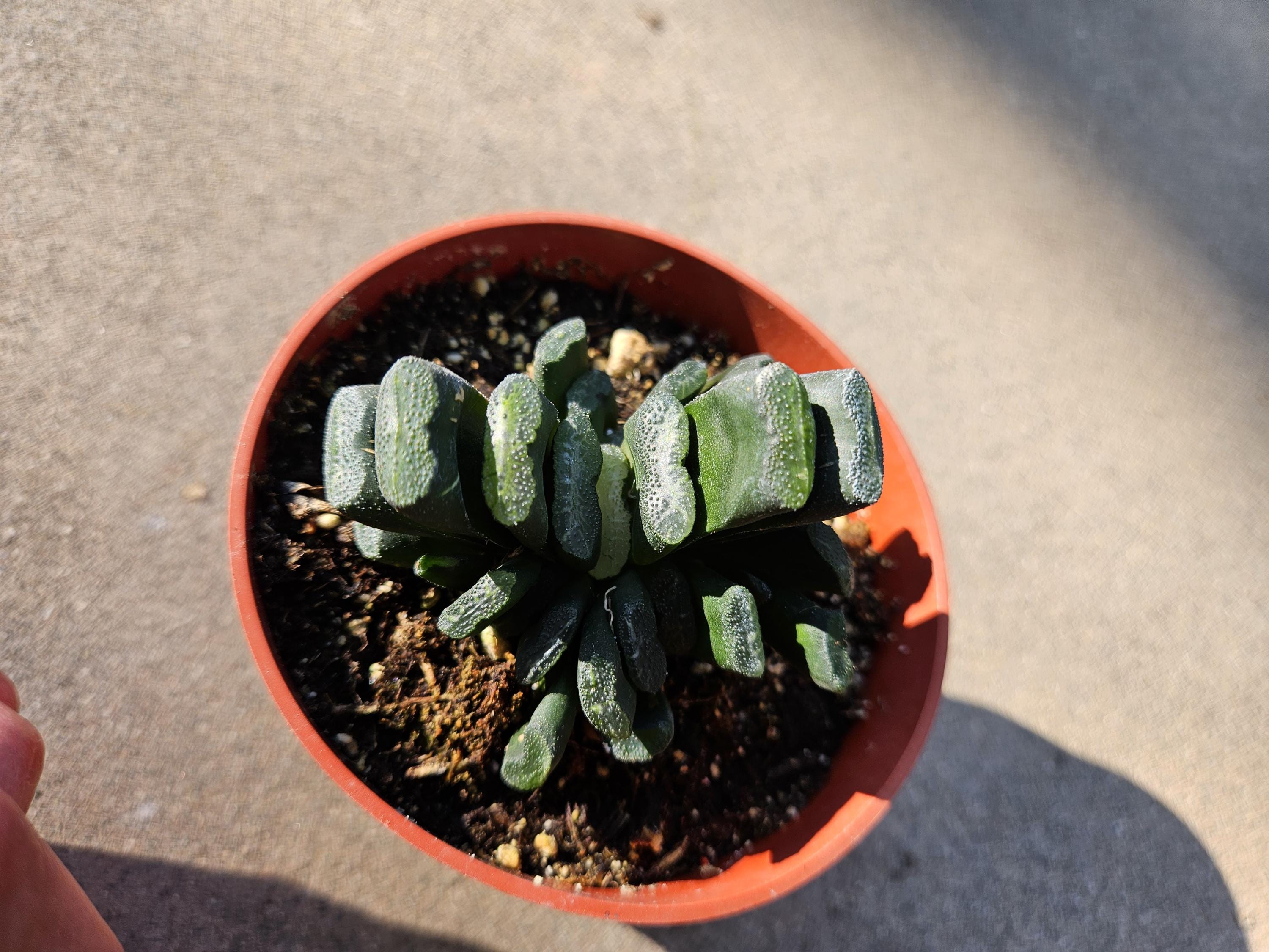 Haworthia Truncata - Horseteeth Haworthia - Rare Succulent - Low Light