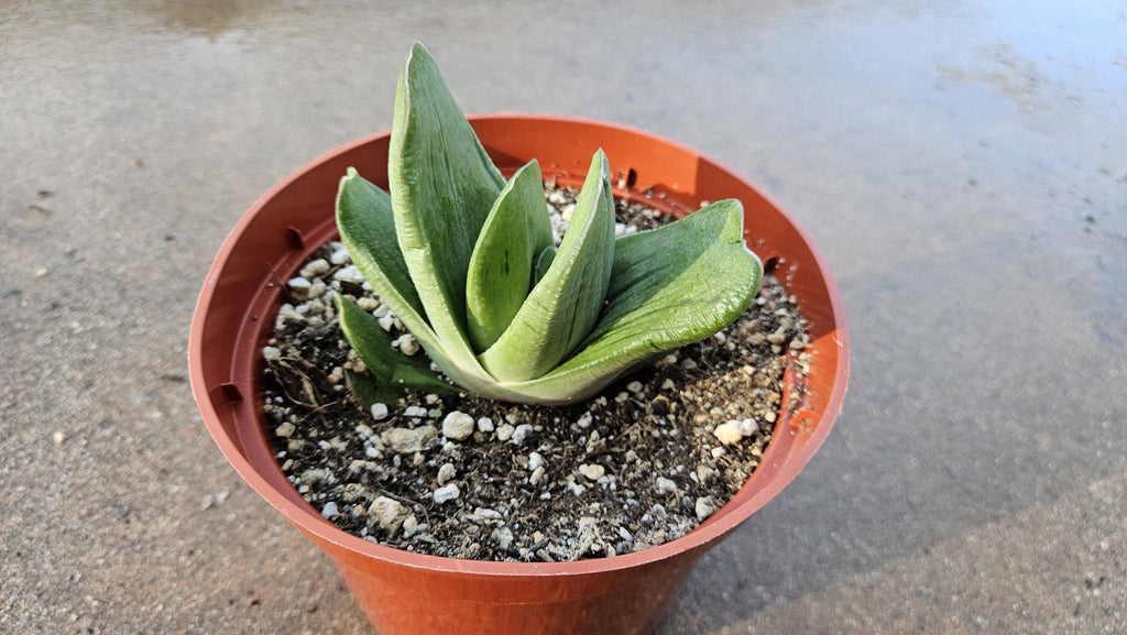 6" Gasteria Hybrid - Gasteria Succulent - Low Light