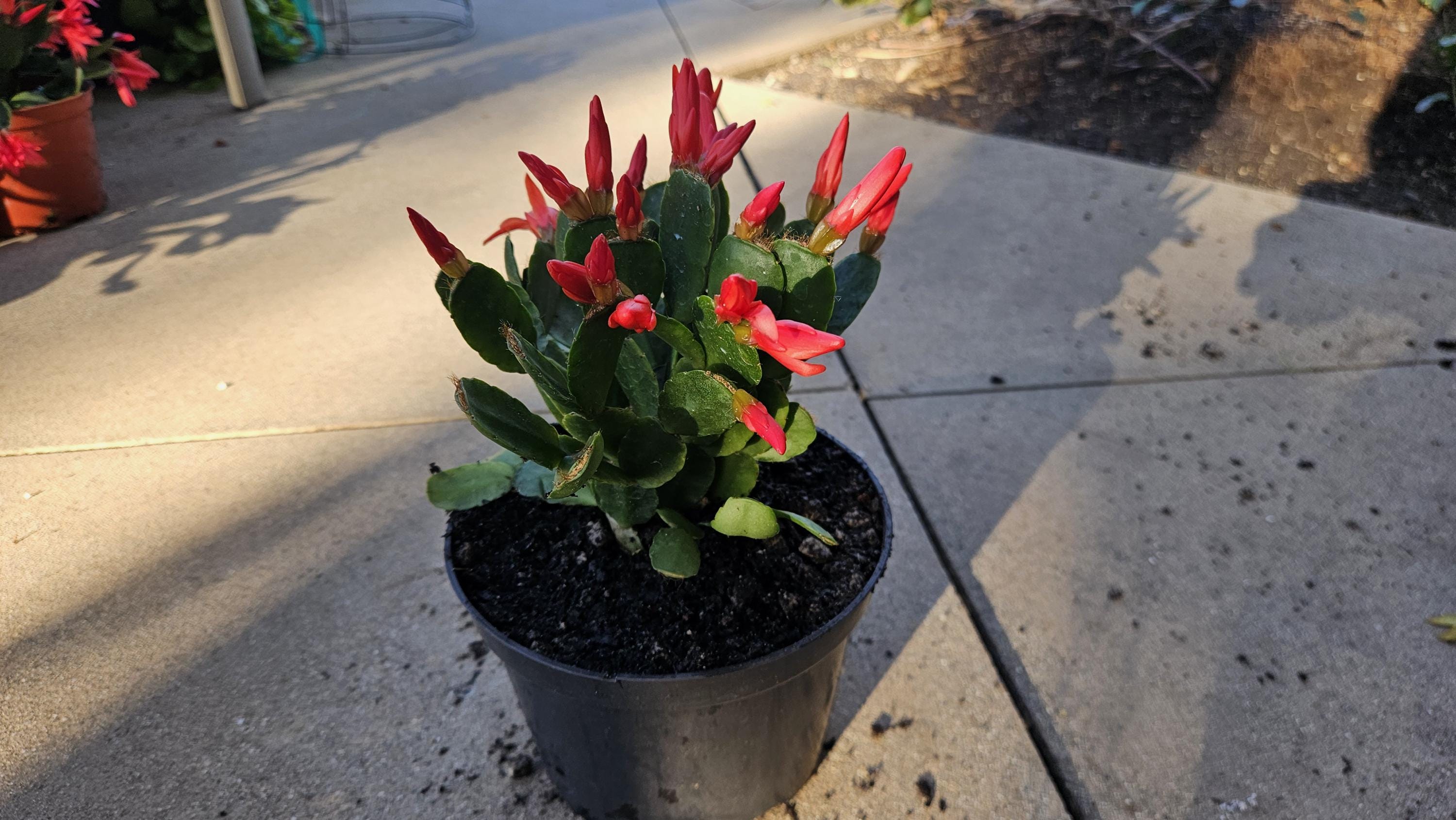 6" Easter Cactus - Red Flowers - Rhipsalidopsis gaertneri - Spring Cactus - Blooming