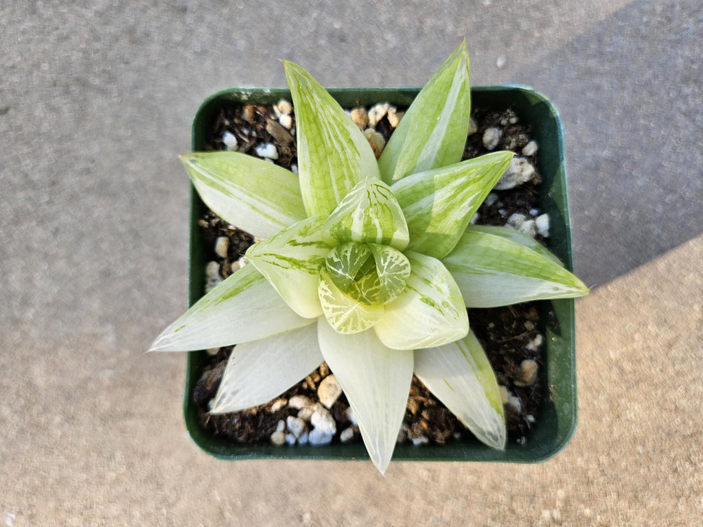 Haworthia Cymbiformis Variegated - Rare - 4"
