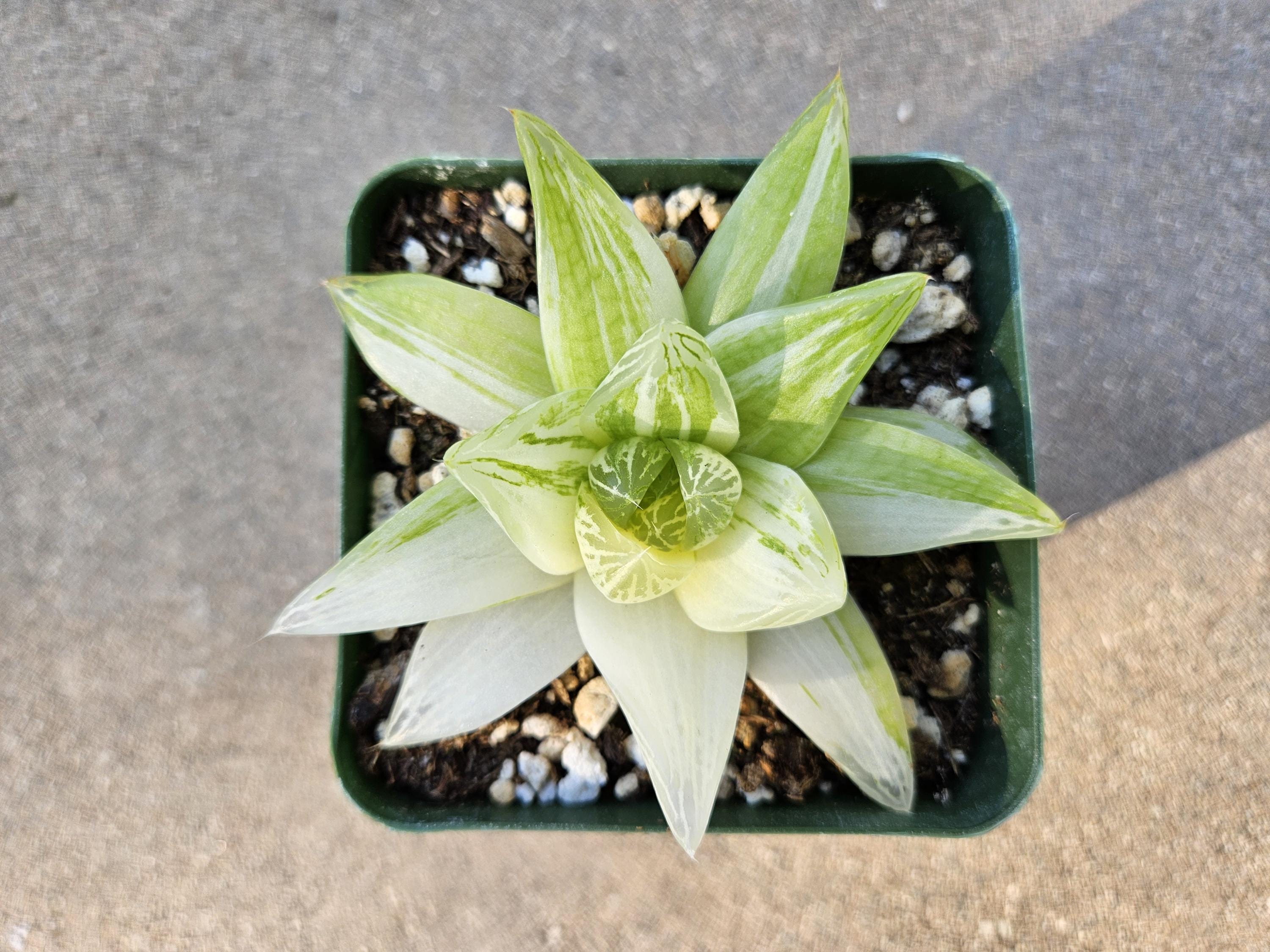Haworthia Cymbiformis Variegated - Rare - 4"