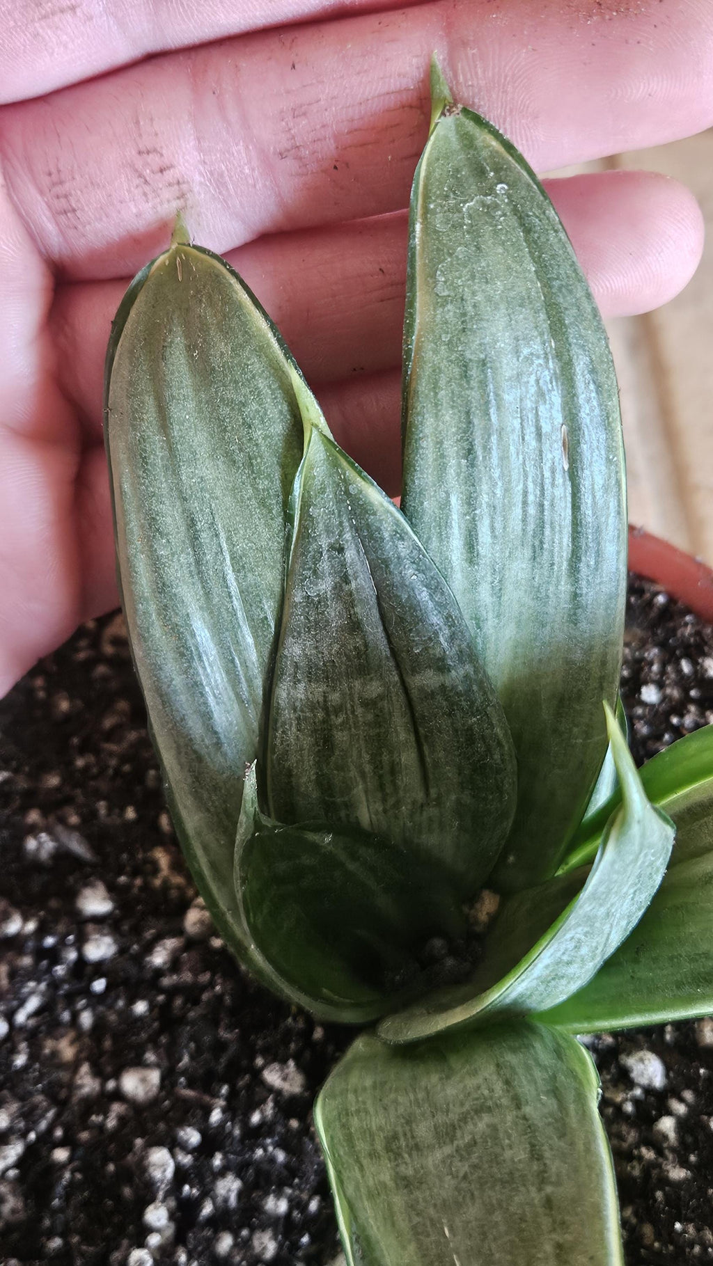 Sansevieria Silver Hahnii Snake Plant - Bird's Nest Variety Bare Root Plant