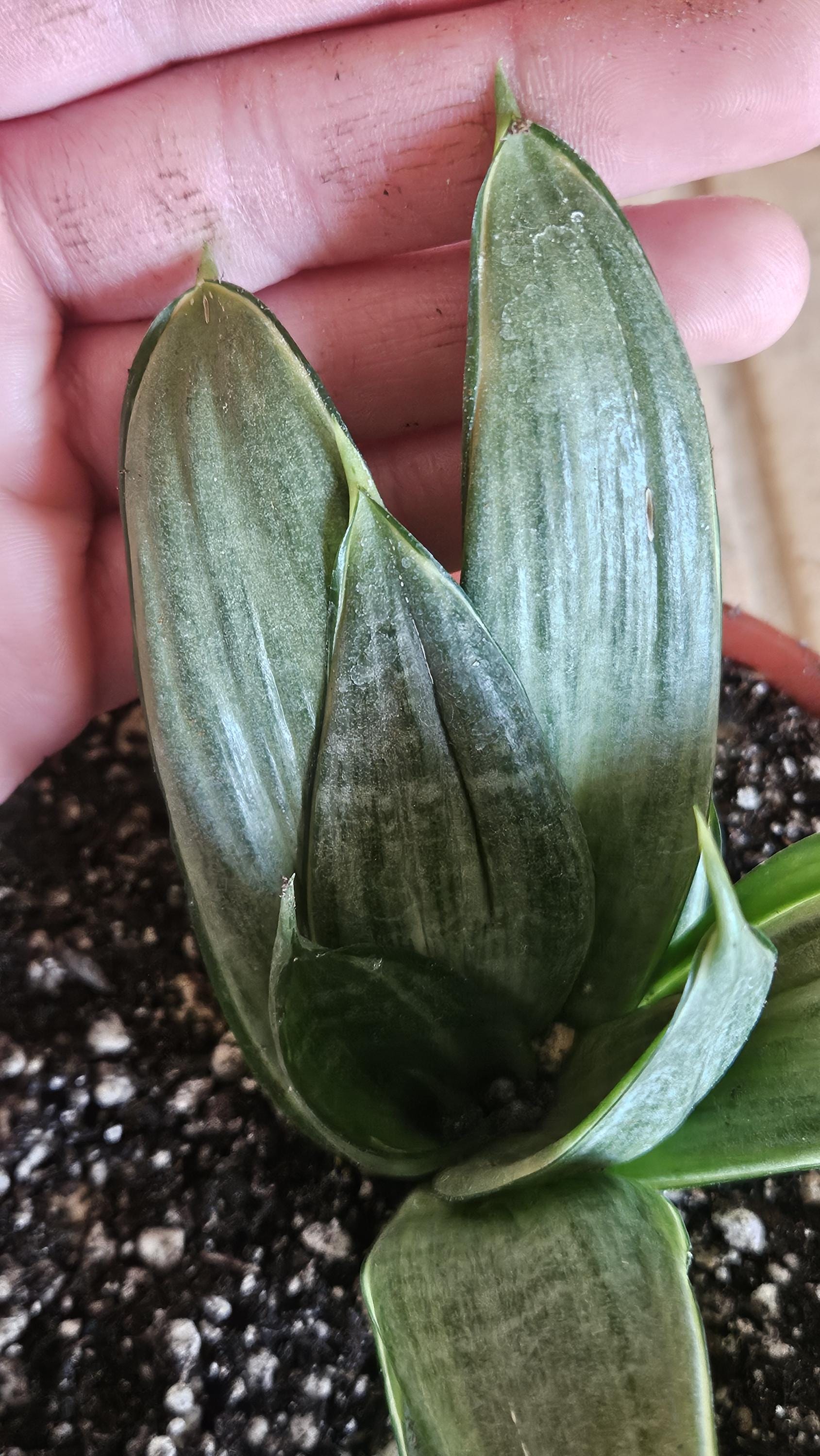 Sansevieria Silver Hahnii Snake Plant - Bird's Nest Variety Bare Root Plant