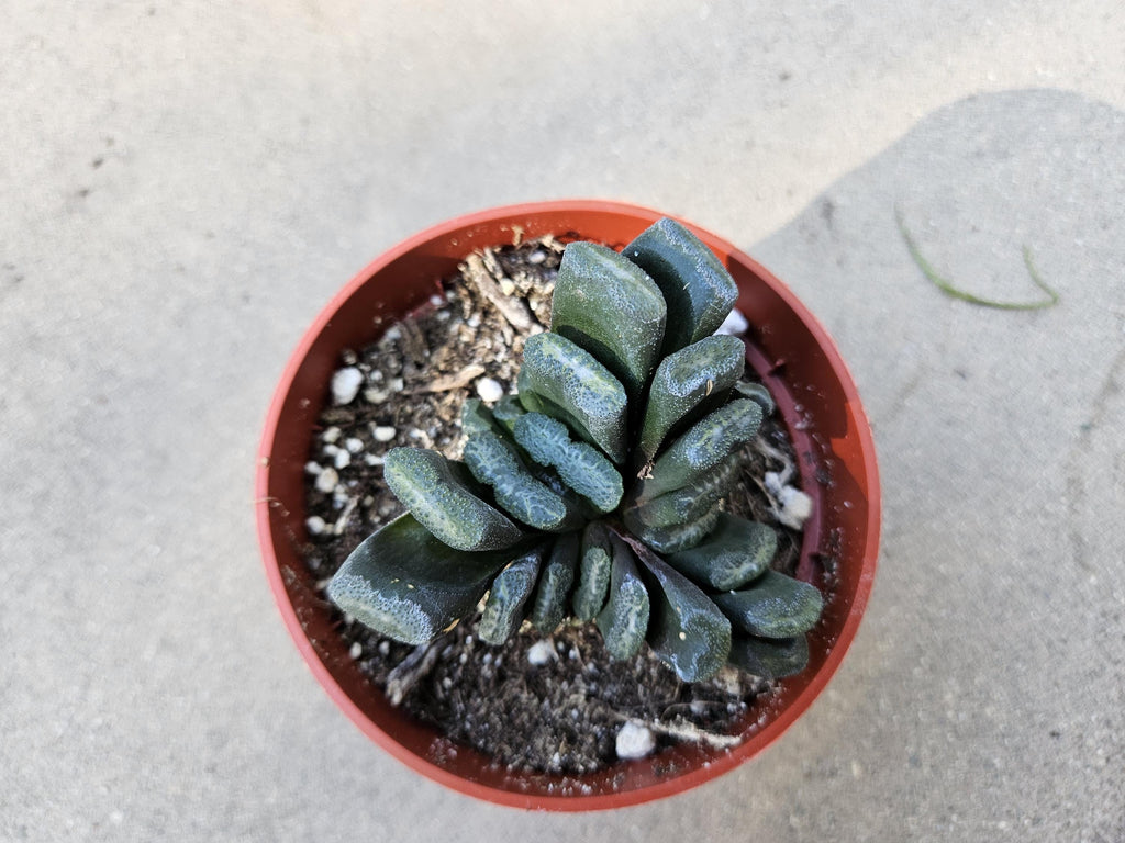 Haworthia Truncata - Horseteeth Haworthia - Rare Succulent - Low Light