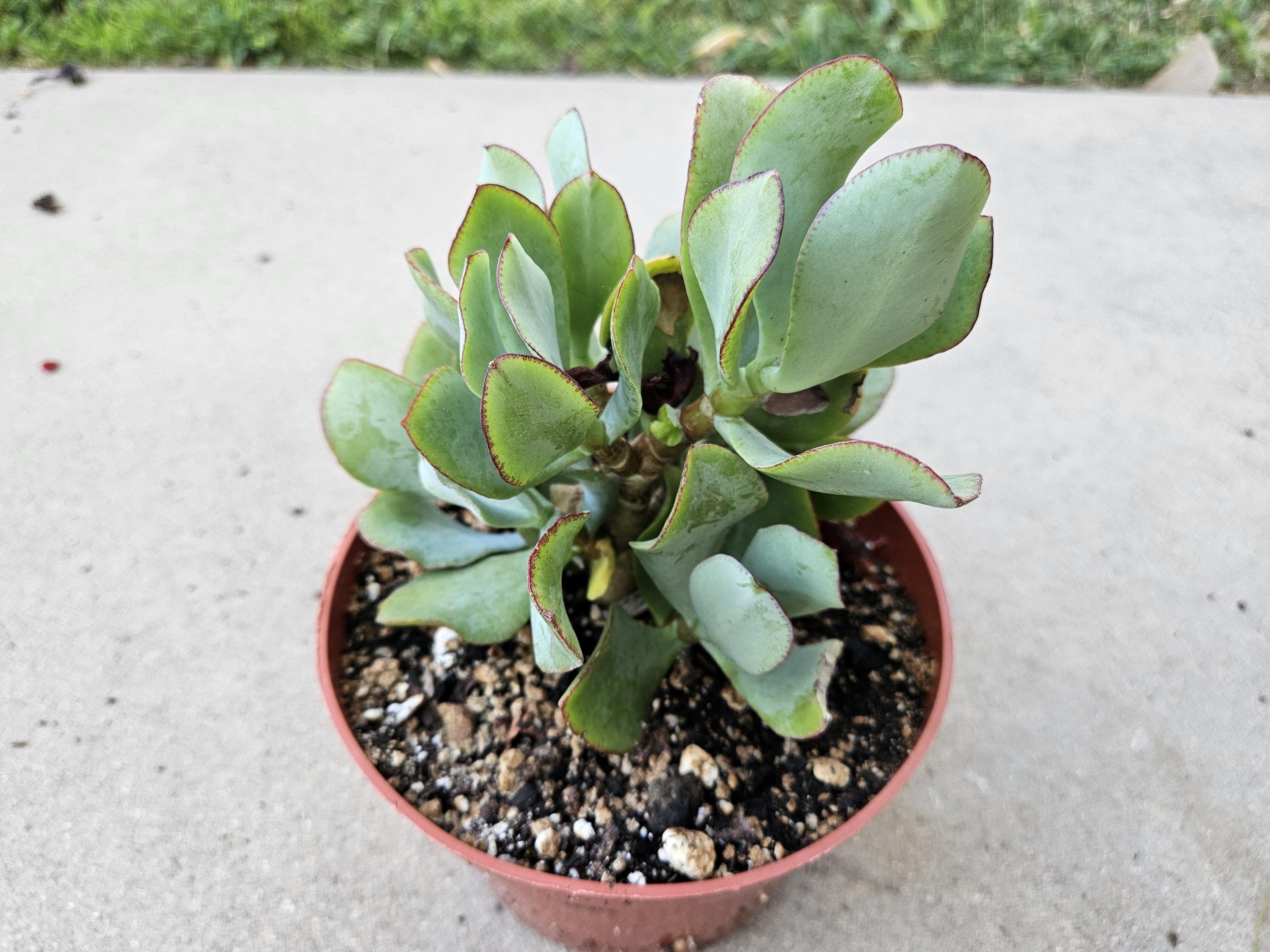 6" Ripple Jade