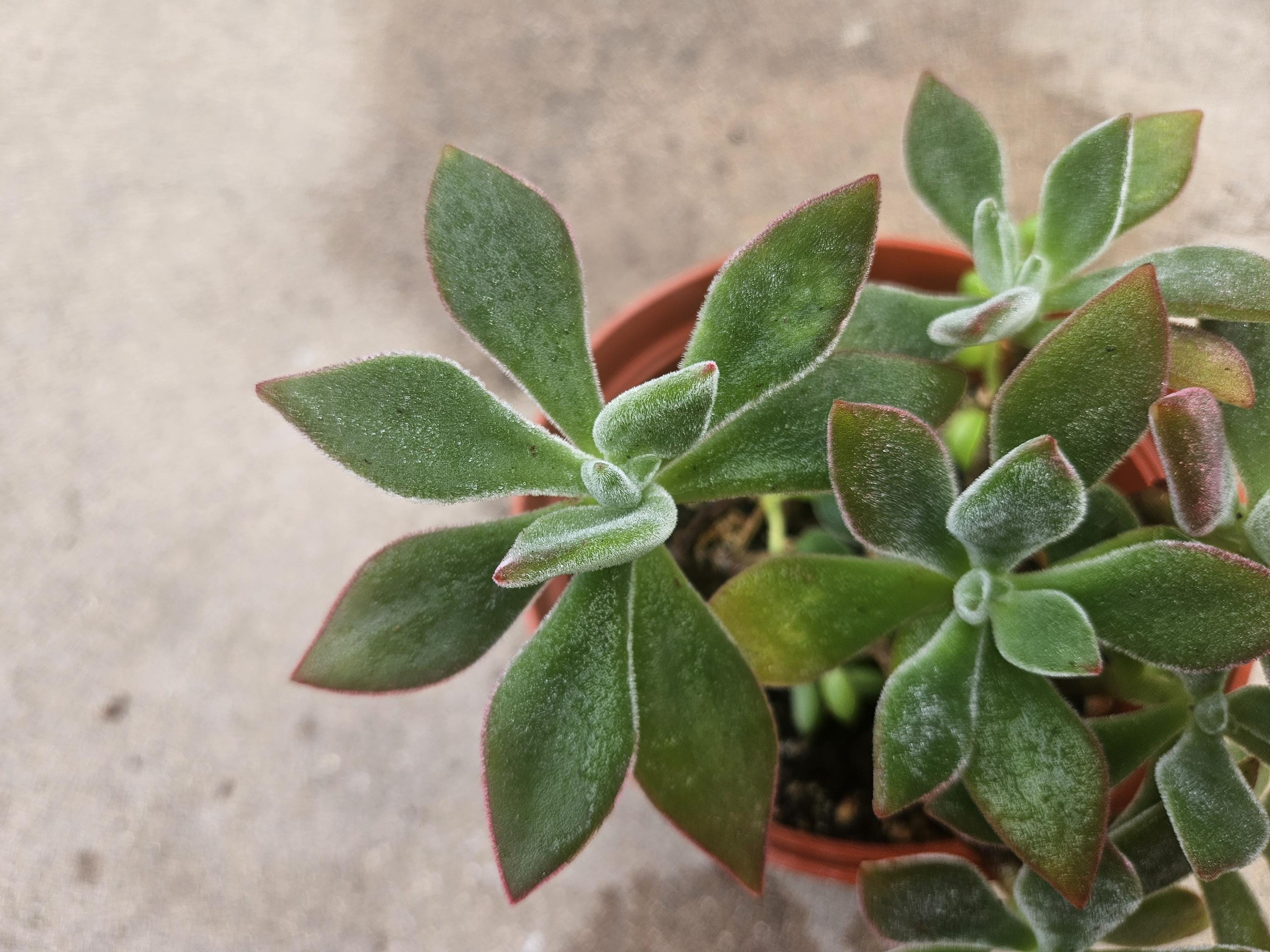 6" Echeveria Harmsii 'Ruby Slipper'