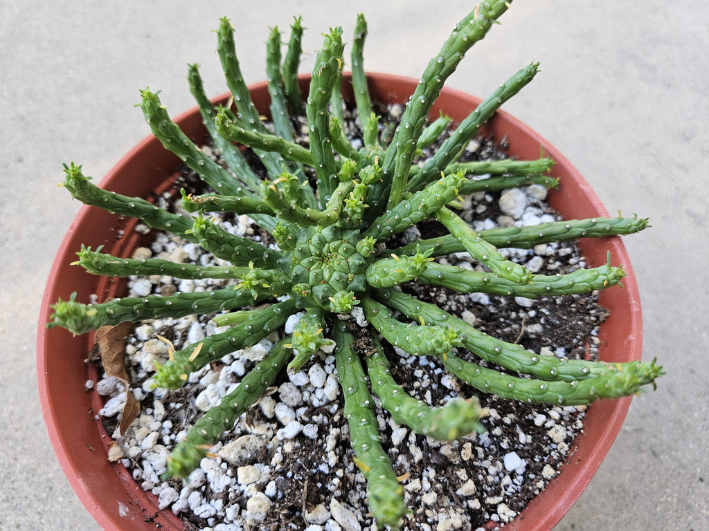 6" Medusa's Head Euphorbia - Double Headed