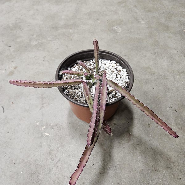 6" Lepismium Cruciforme - Hurricane Cactus