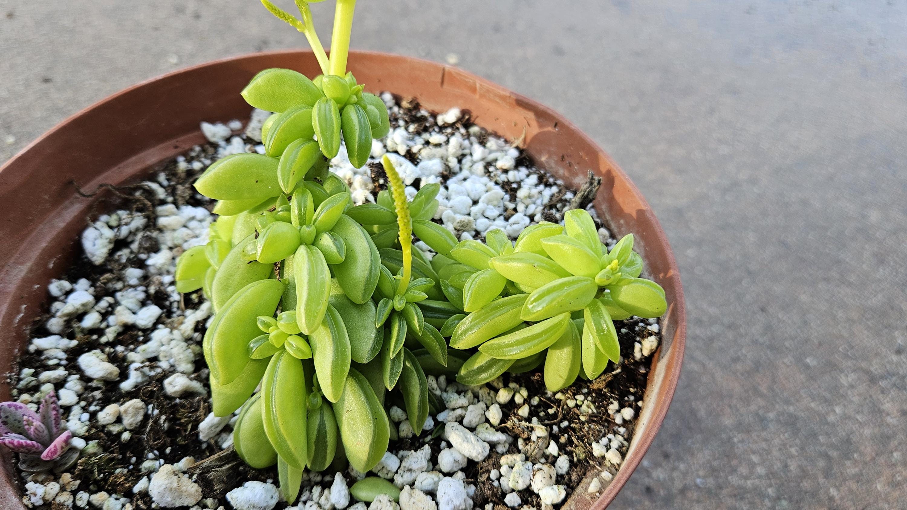 6" Peperomia dolabriformis - Prayer Pepper