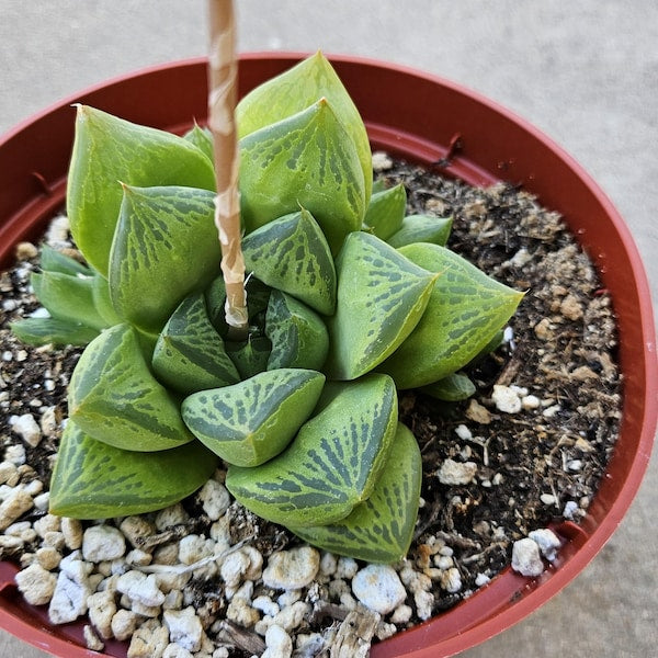 6" Haworthia Cuspidata