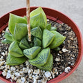 6" Haworthia Cuspidata