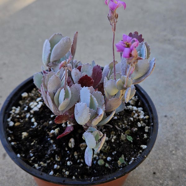 6" Kalanchoe Pumila - Flower Dust Plant - Quick Silver