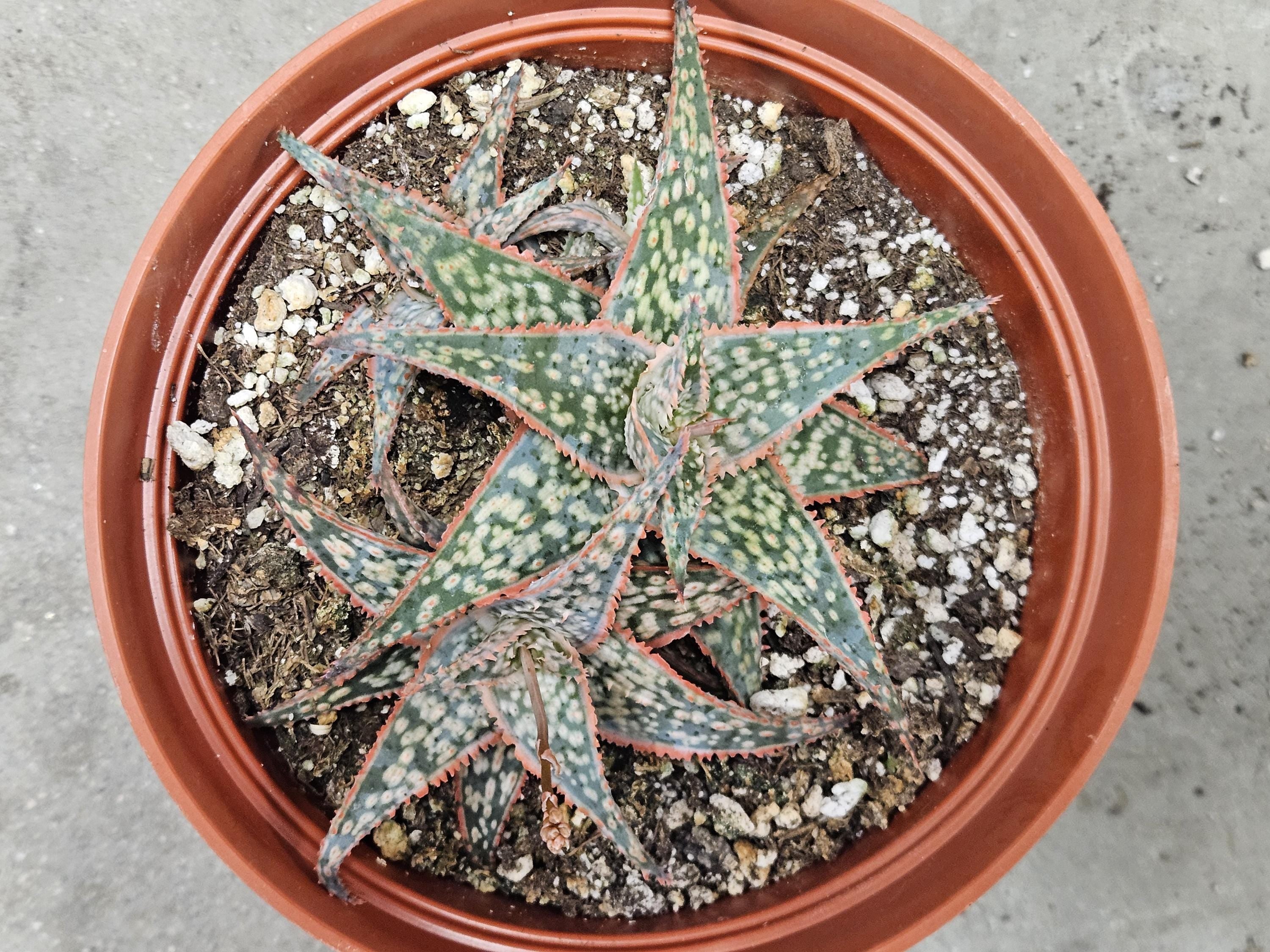 6" Aloe 'Donnie'