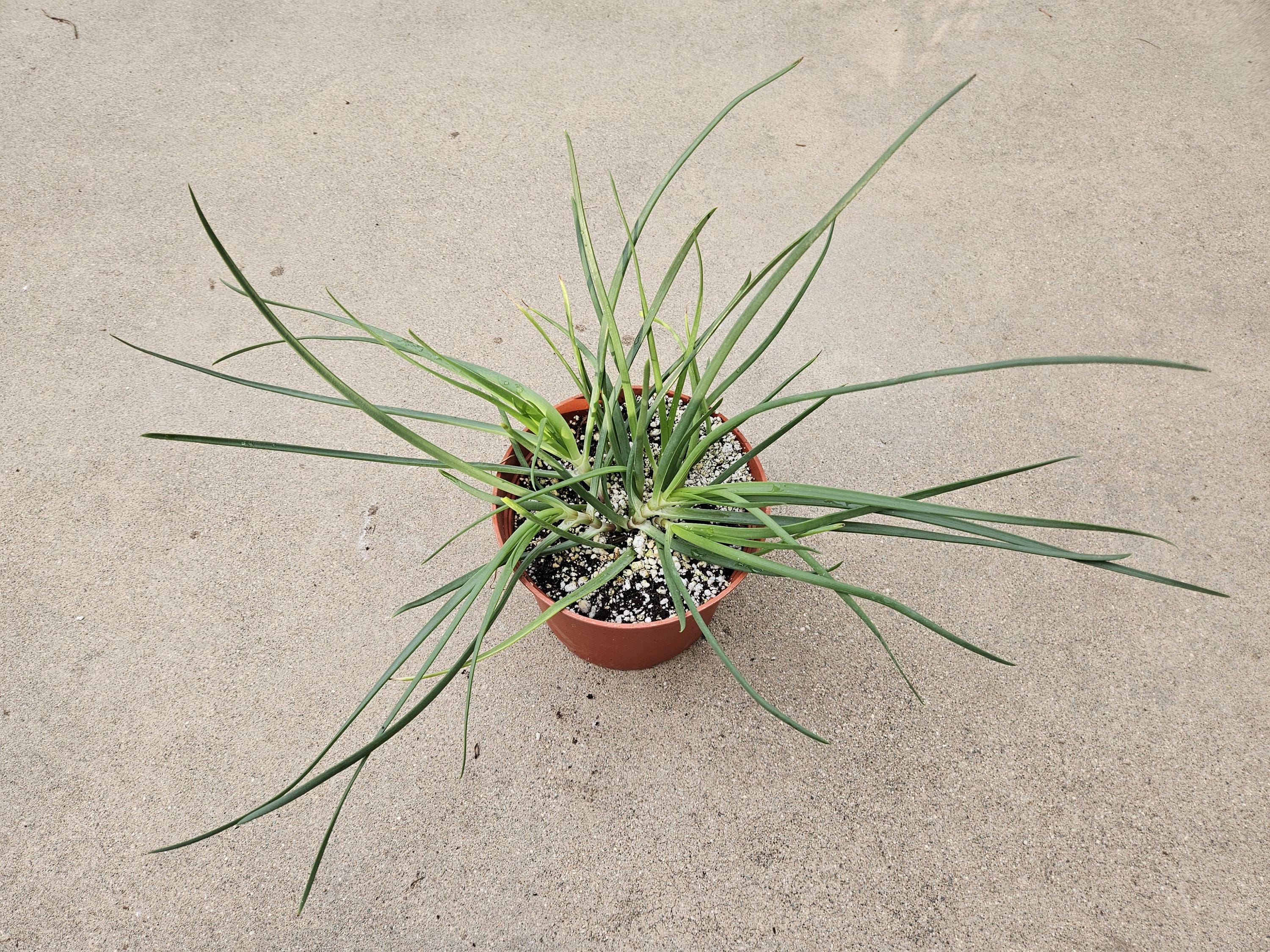 6" Bulbine Frutescens - Grassy Aloe - Rare