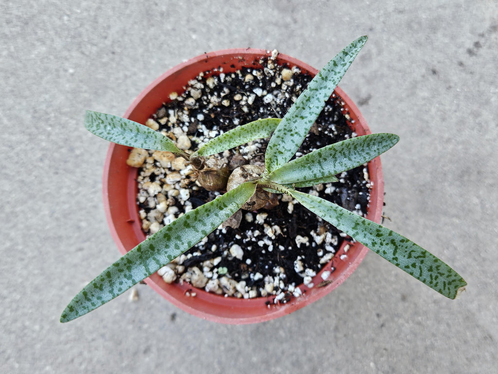 4" Silver Squill (Dwarf Size) - Ledebouria socialis 'Miner'