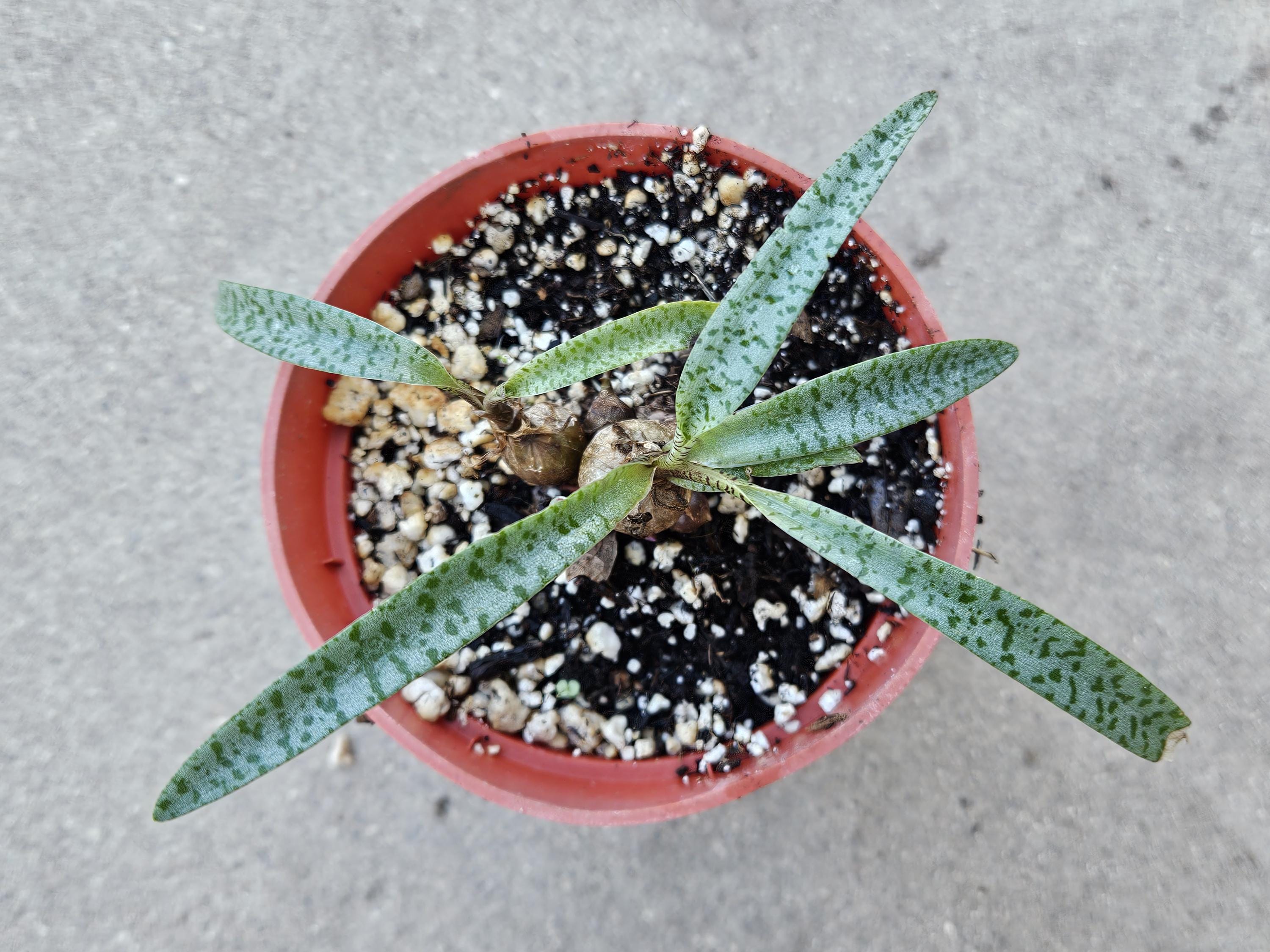 4" Silver Squill (Dwarf Size) - Ledebouria socialis 'Miner'