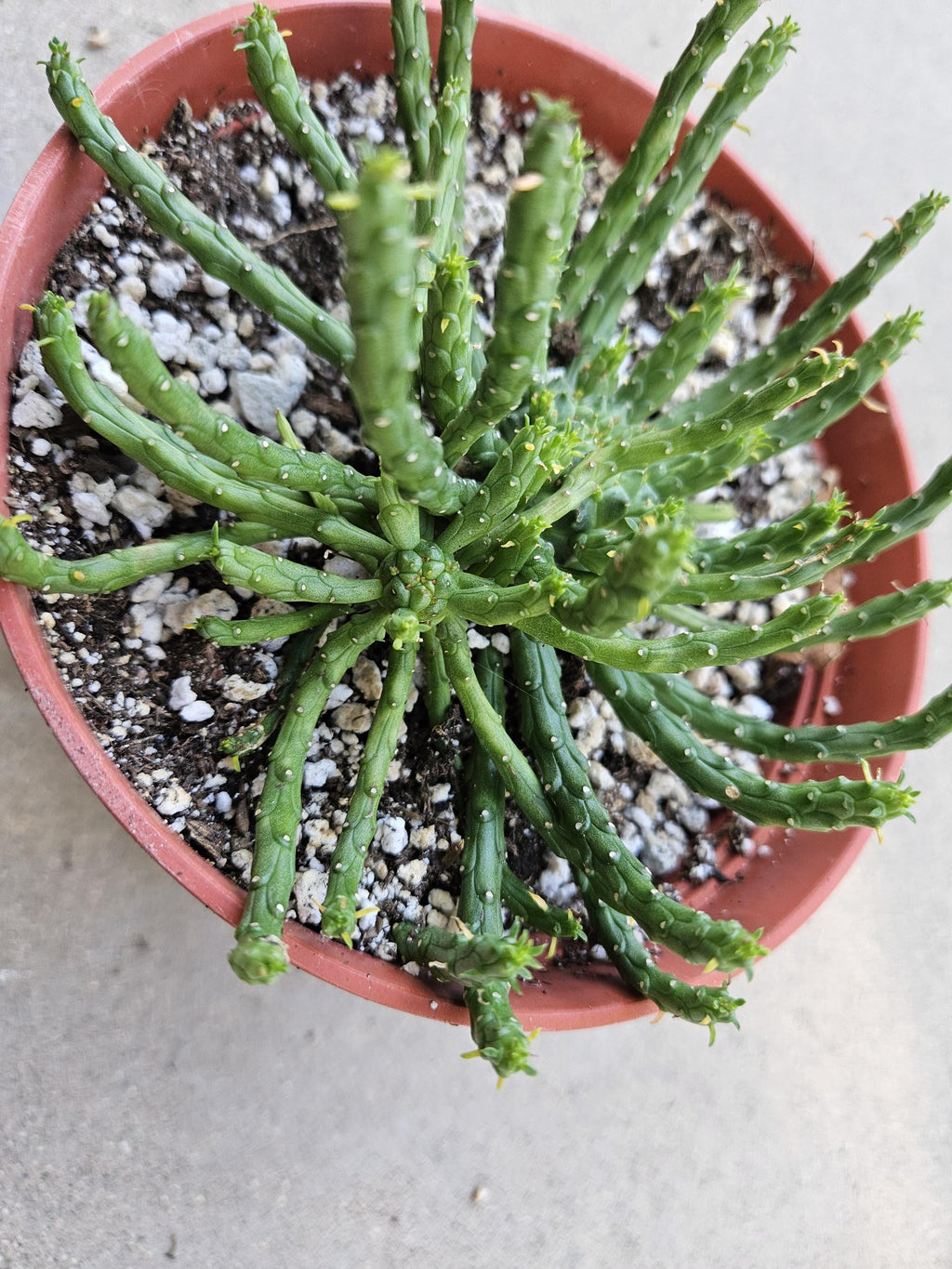 6" Medusa's Head Euphorbia - Double Headed
