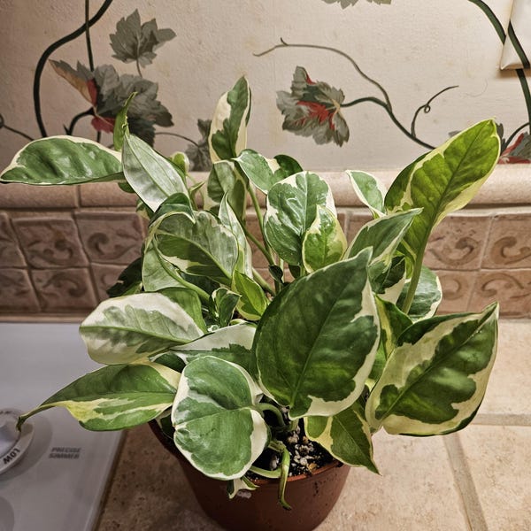 6" Pothos N'joy - Low Maintenance Trailing Houseplant