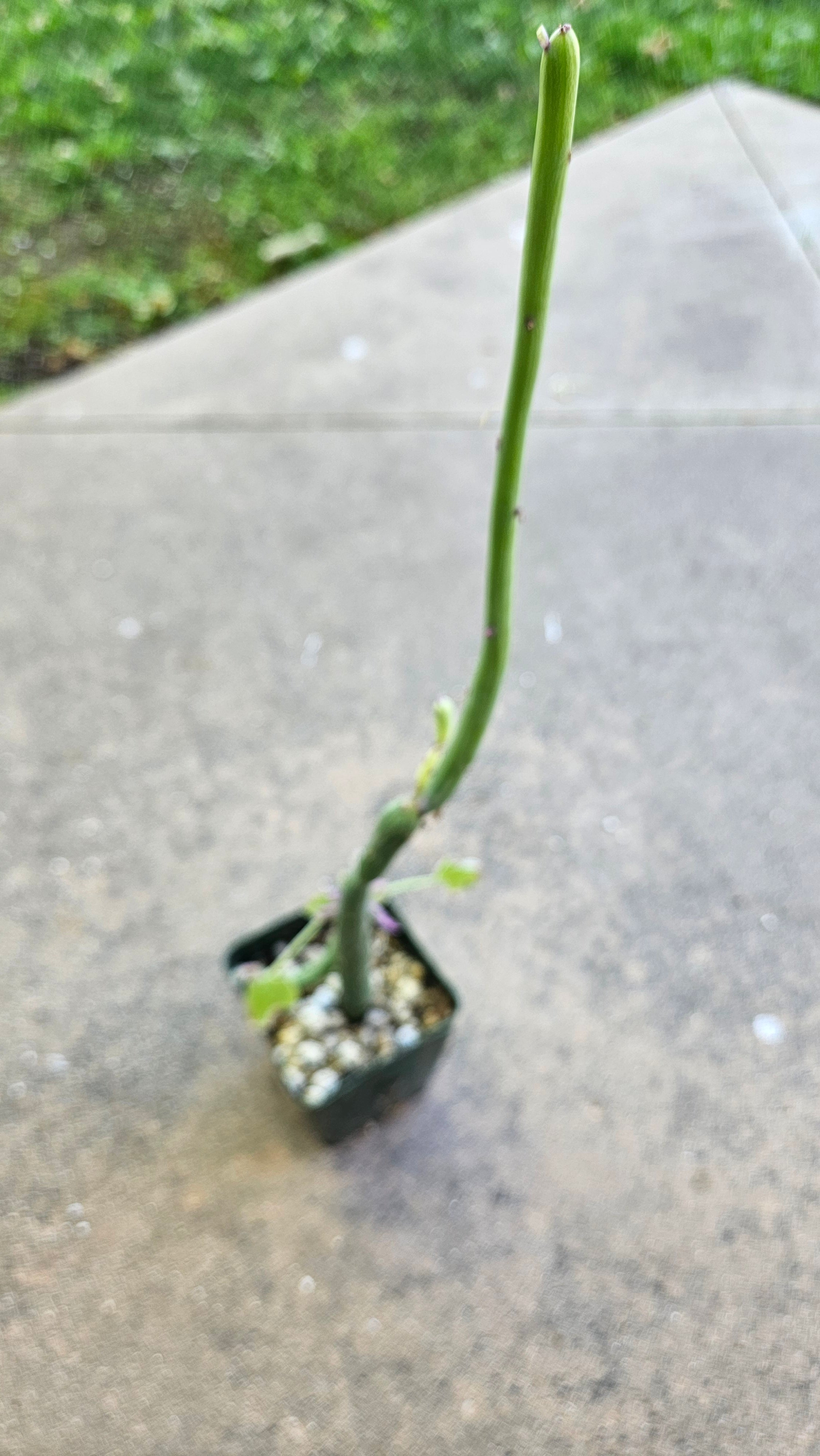 4" Variegated Senecio Articulatis - Rare Hotdog Cactus