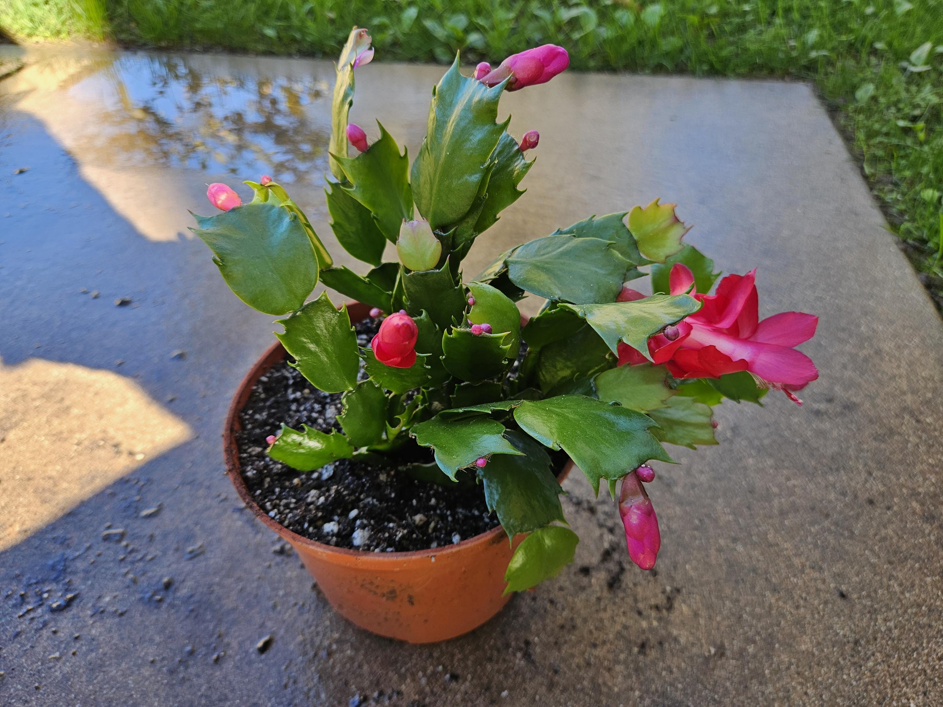 6" Christmas Cactus - Red Flowers - Zygocactus - Schlumbergera - Holiday Cactus - Blooming
