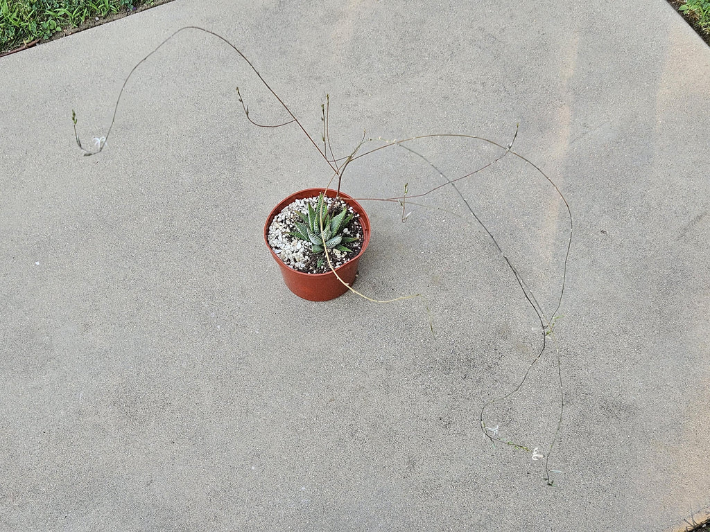 6" Haworthia Attenuata