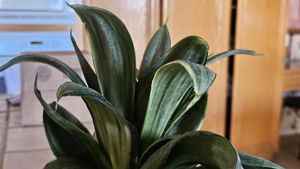 Silver Hahnii Snake Plant - Bird's Nest Sansevieria Bare Root