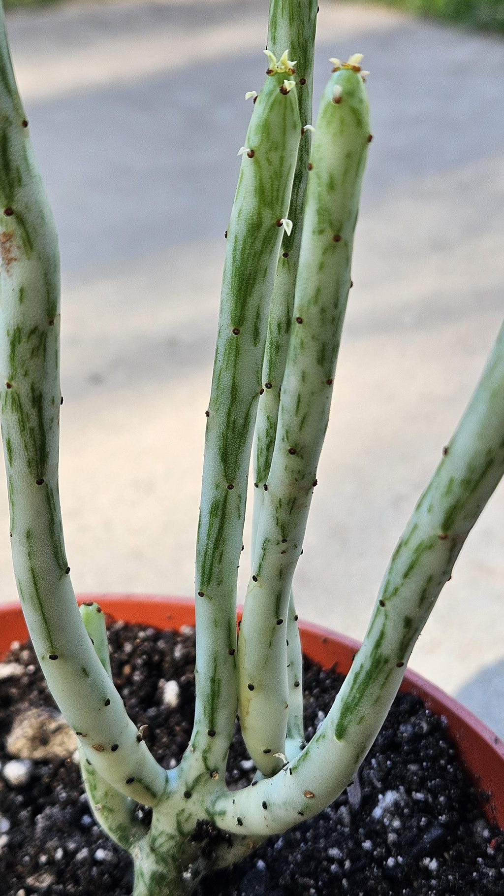 6" Euphorbia Leucodendron Variegated - Rare Succulent