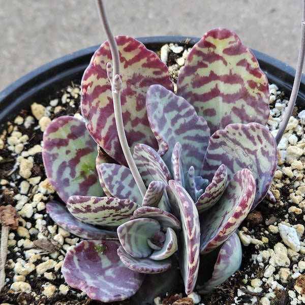 6" Desert Surprise - Kalanchoe humilis - Rare Succulent - Red Variegated