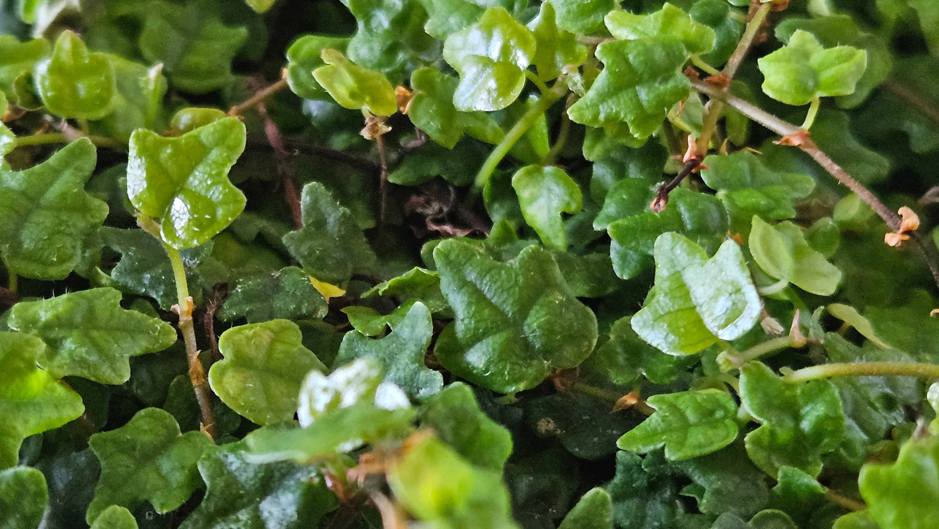 4" String of Frogs - Trailing Plant