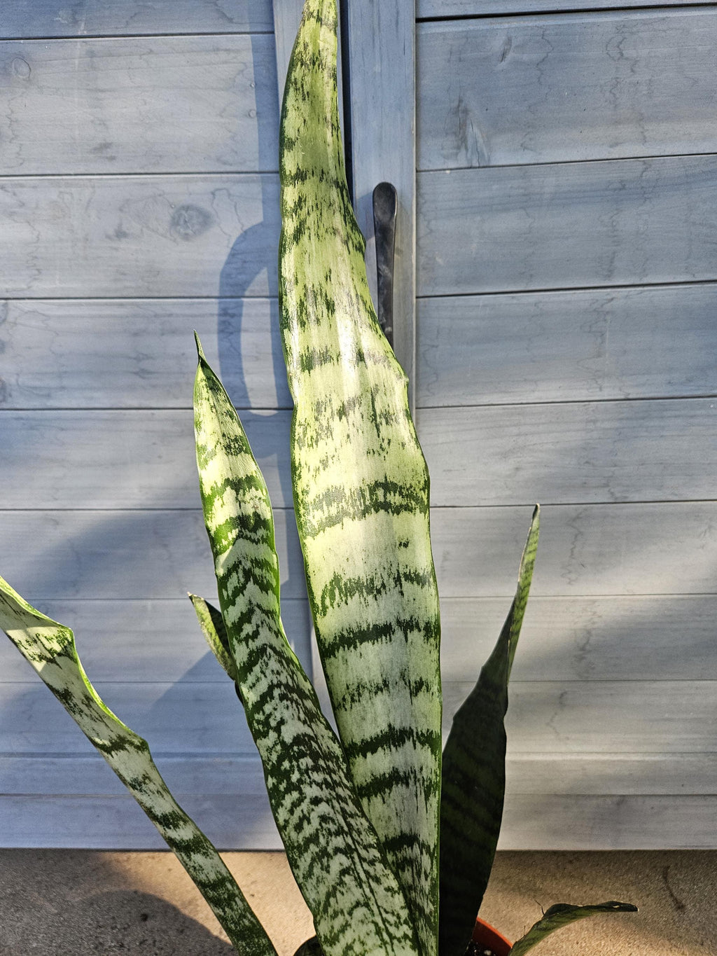 Snake Plant - Sansevieria - Dracaena - Mother-In-Law's Tongue - Houseplant in 6" Pot