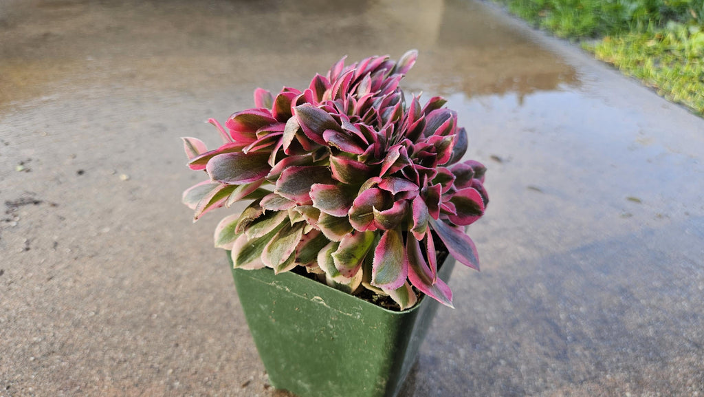 Rare Crested Pink Witch Aeonium - 4" Fasciated Succulent Plant
