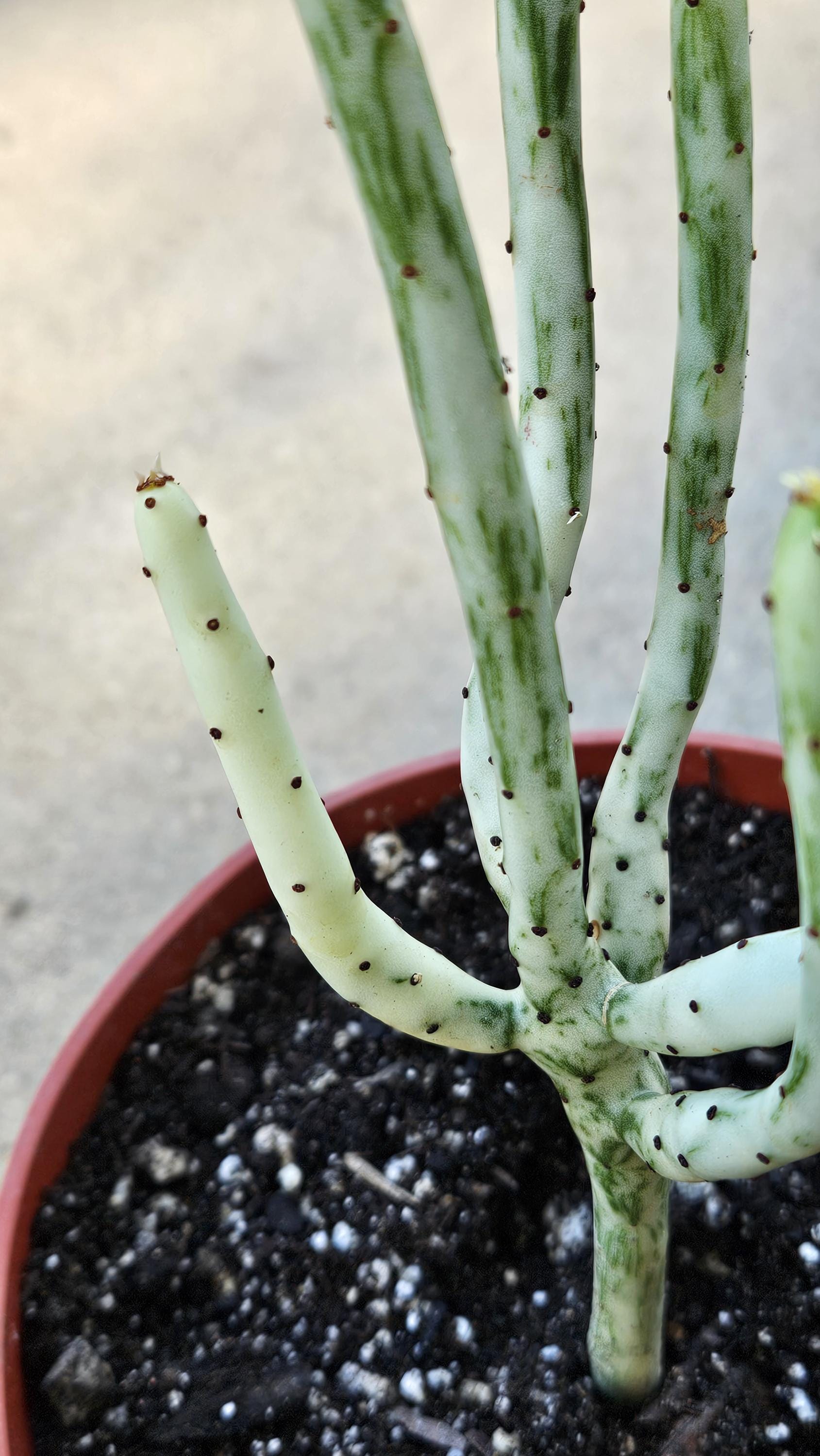 6" Euphorbia Leucodendron Variegated - Rare Succulent