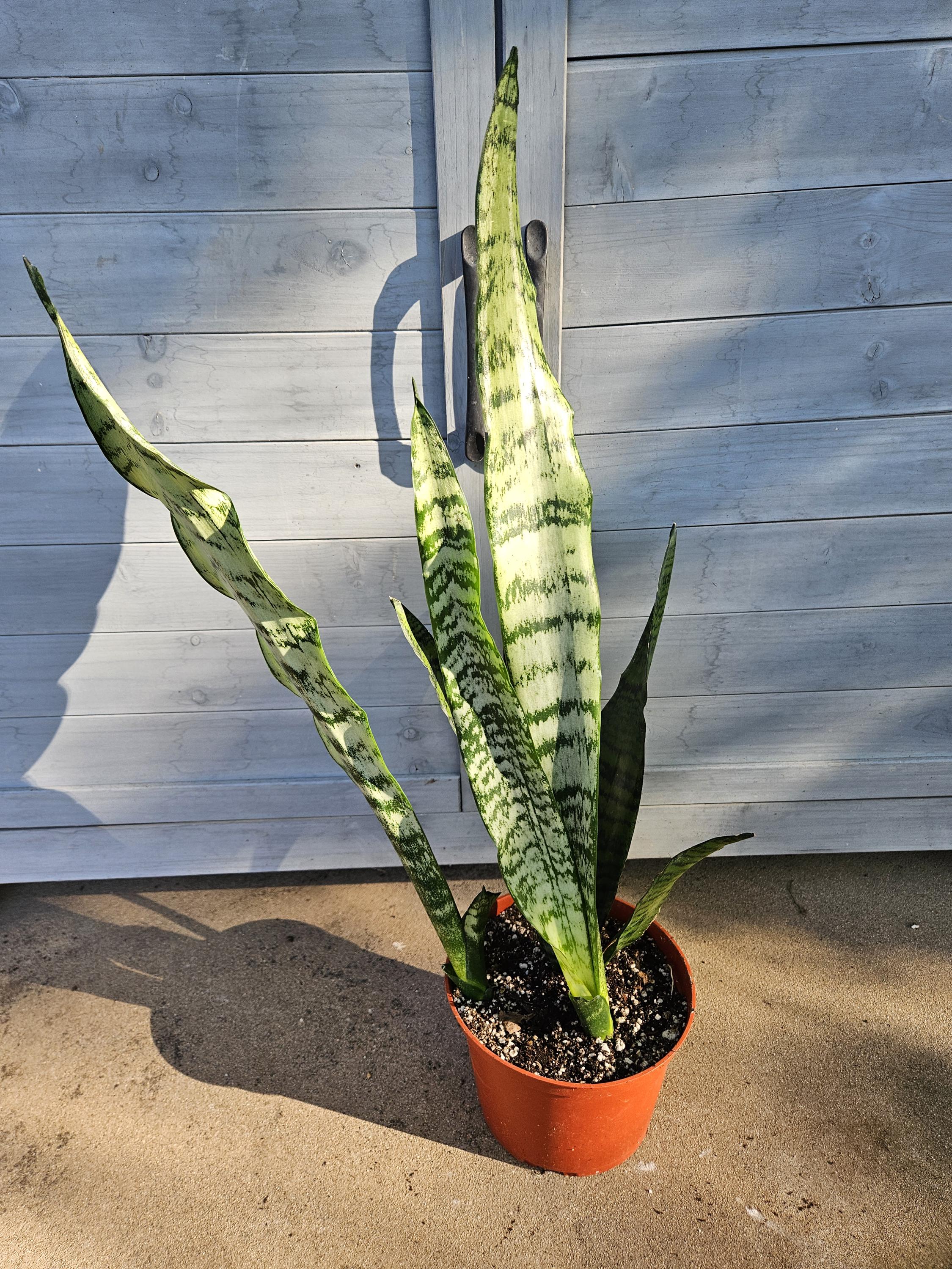 Snake Plant - Sansevieria - Dracaena - Mother-In-Law's Tongue - Houseplant in 6" Pot