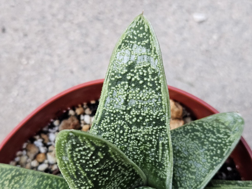 6" Gasteria - Blooming Succulent