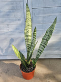 Snake Plant - Sansevieria - Dracaena - Mother-In-Law's Tongue - Houseplant in 6" Pot