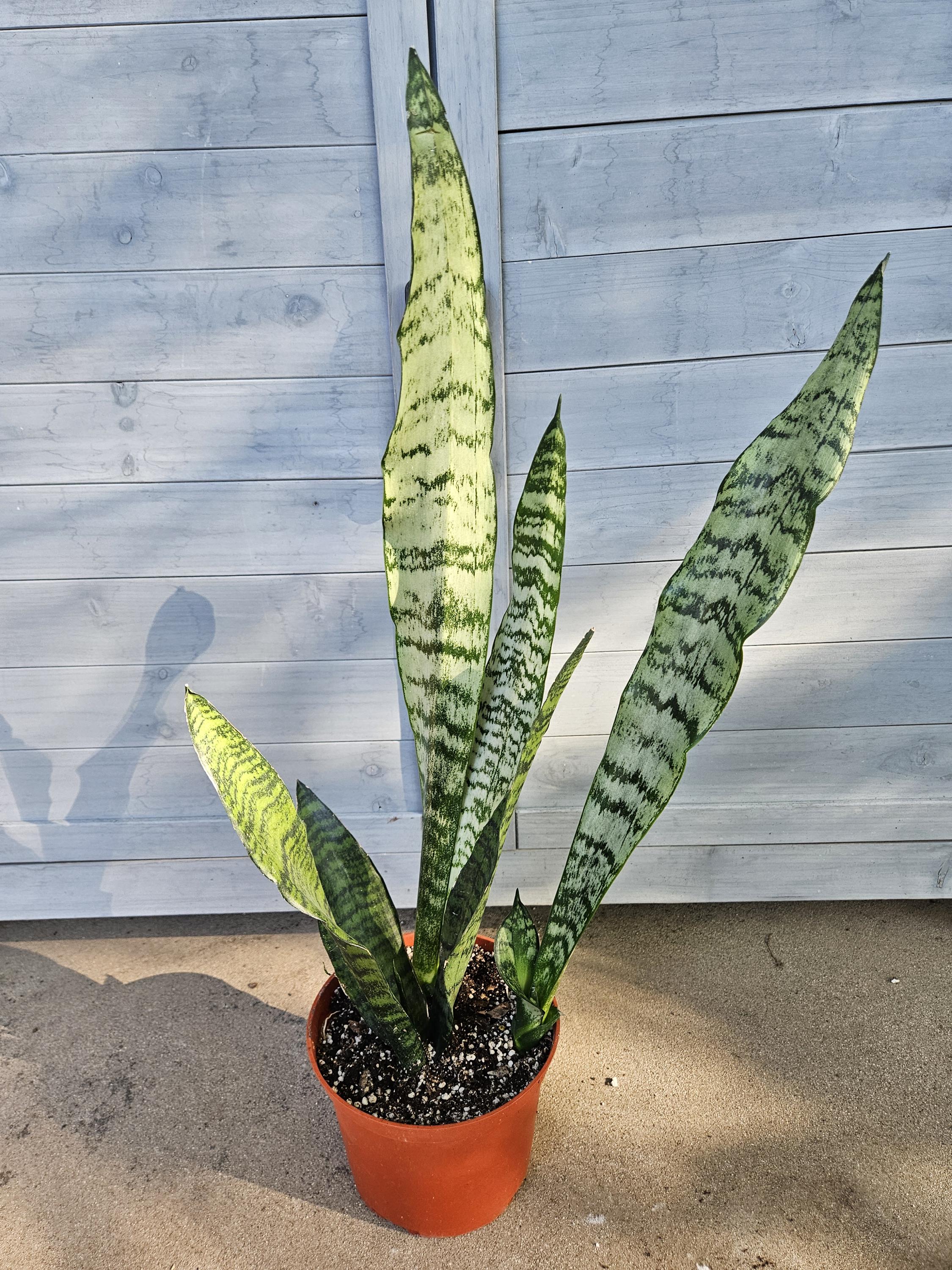 Snake Plant - Sansevieria - Dracaena - Mother-In-Law's Tongue - Houseplant in 6" Pot