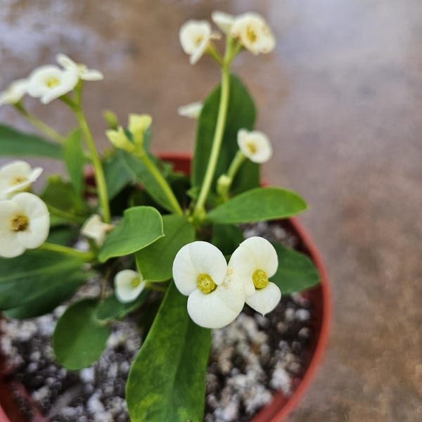 6" Crown of Thorns - White Flowers - Euphorbia milii