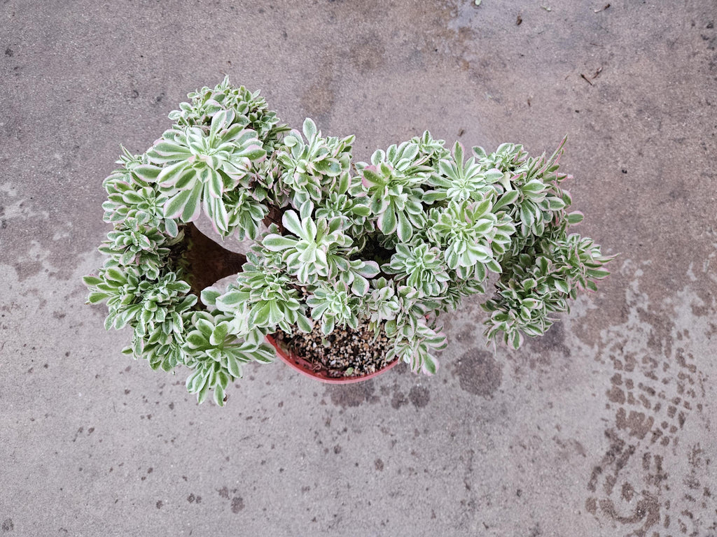 Rare Crested Pink Witch Aeonium Succulent - 8" Fasciated Plant