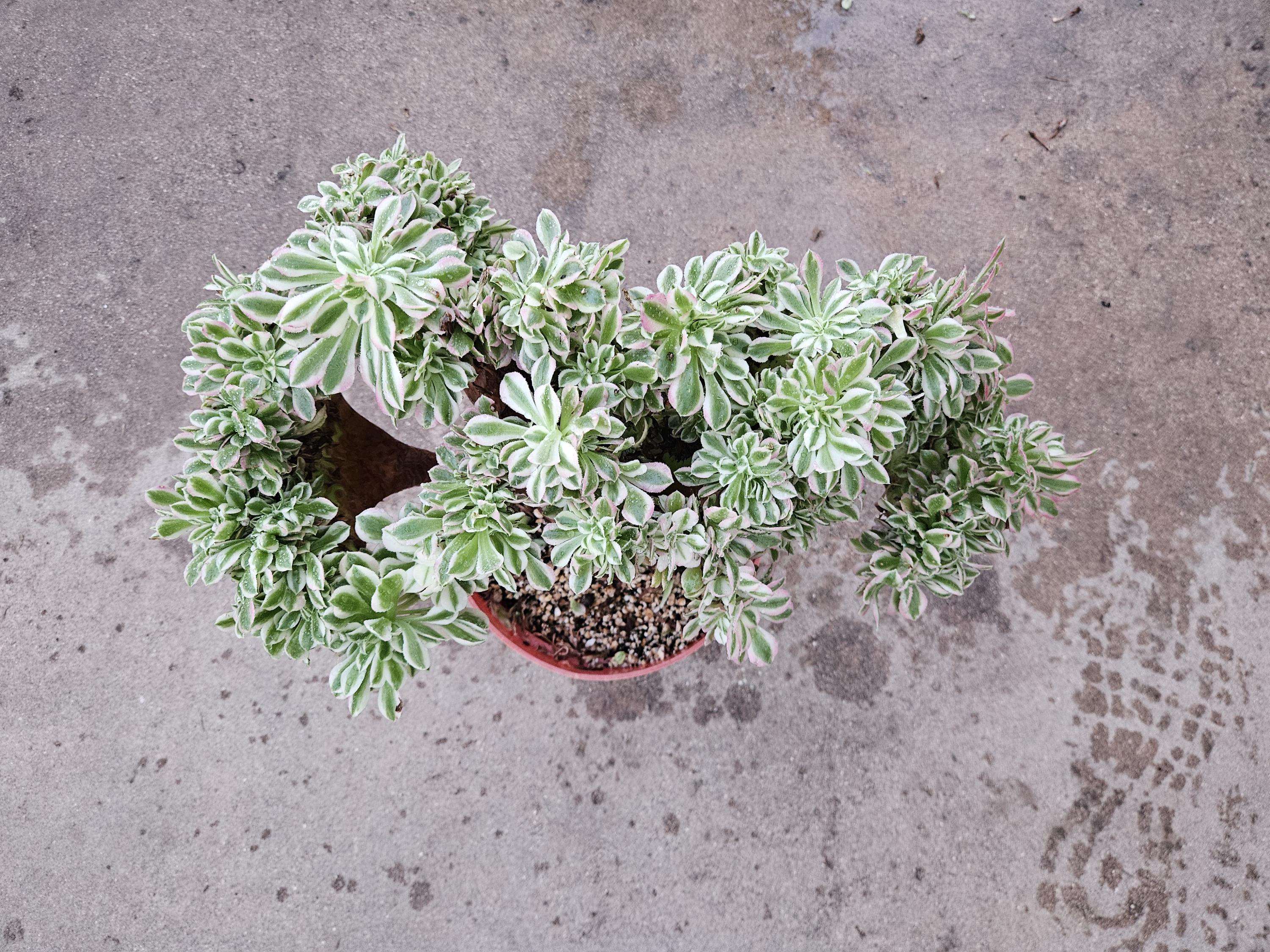 Rare Crested Pink Witch Aeonium Succulent - 8" Fasciated Plant