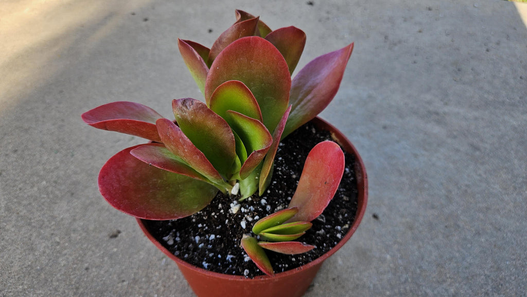 6" Kalanchoe Dragonfire - Flapjack Kalanchoe - Bright Red