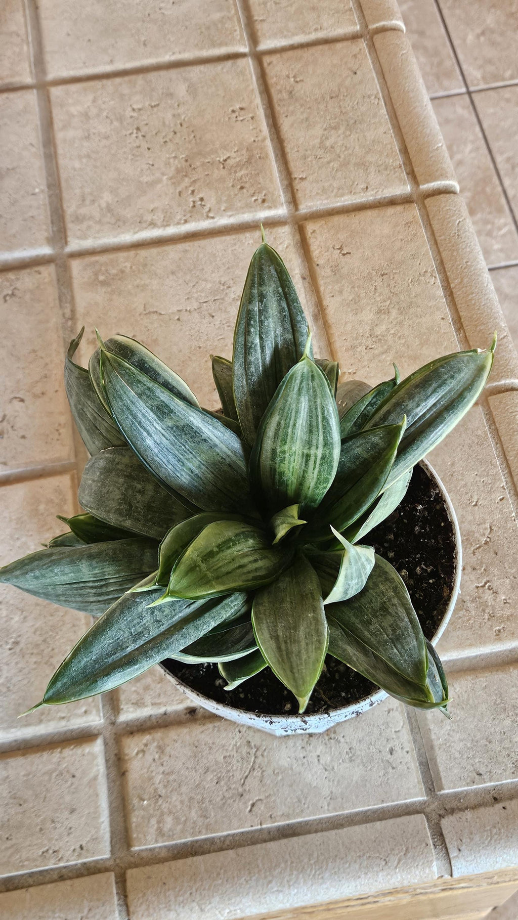 Silver Hahnii Snake Plant - Bird's Nest Sansevieria Bare Root