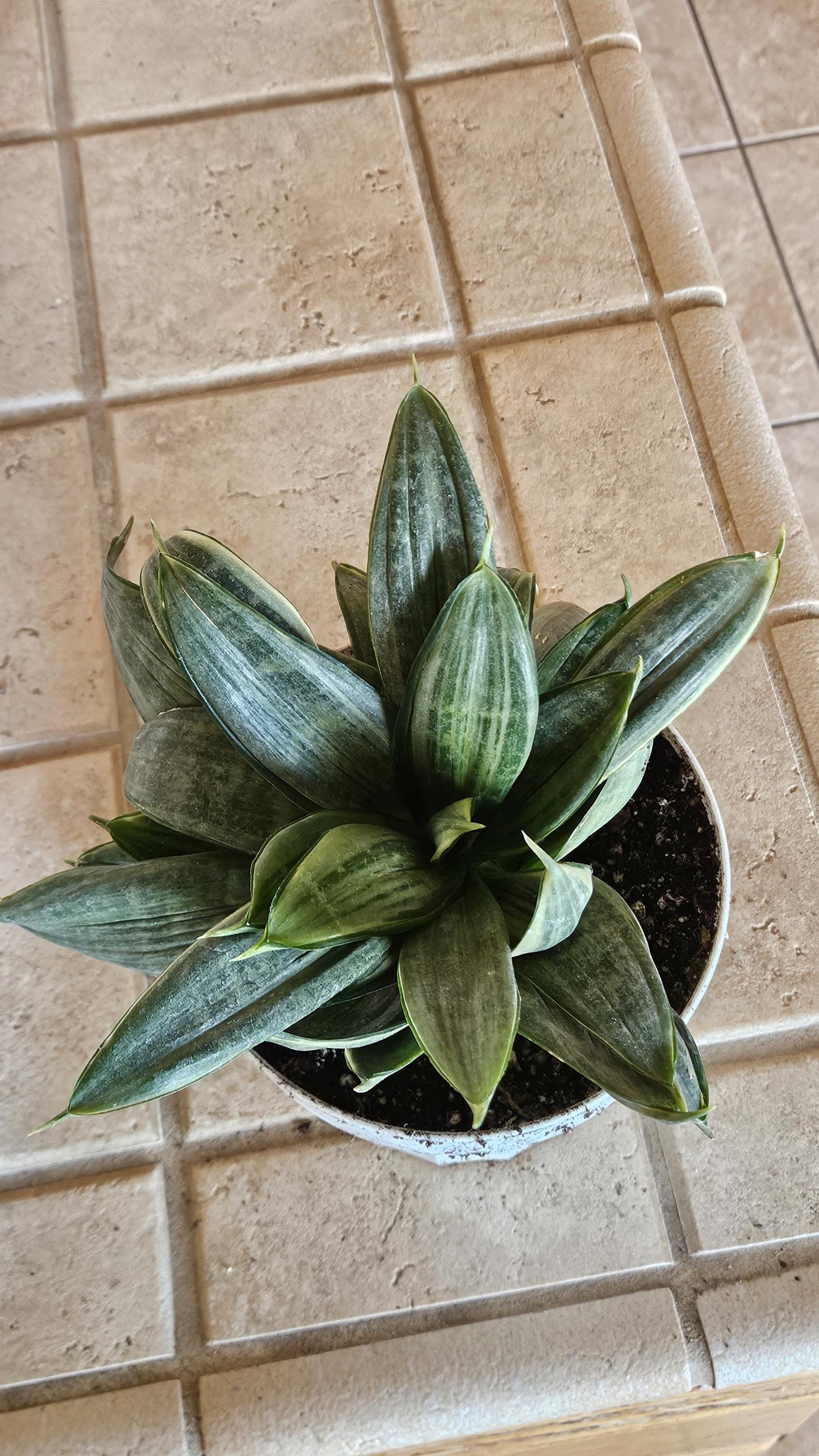 Silver Hahnii Snake Plant - Bird's Nest Sansevieria Bare Root