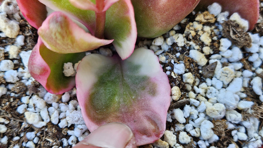 6" Kalanchoe Blossfeldiana - Flaming Katy