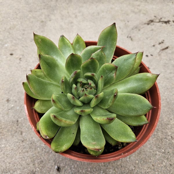 6" Echeveria Agavoides Hybrid