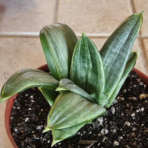 6" Sansevieria trifasciata 'Silver Hahnii' - Bird's Nest Snake Plant Bare Root