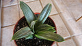 Sansevieria Silver Hahnii Snake Plant - Bird's Nest Variety Bare Root Plant