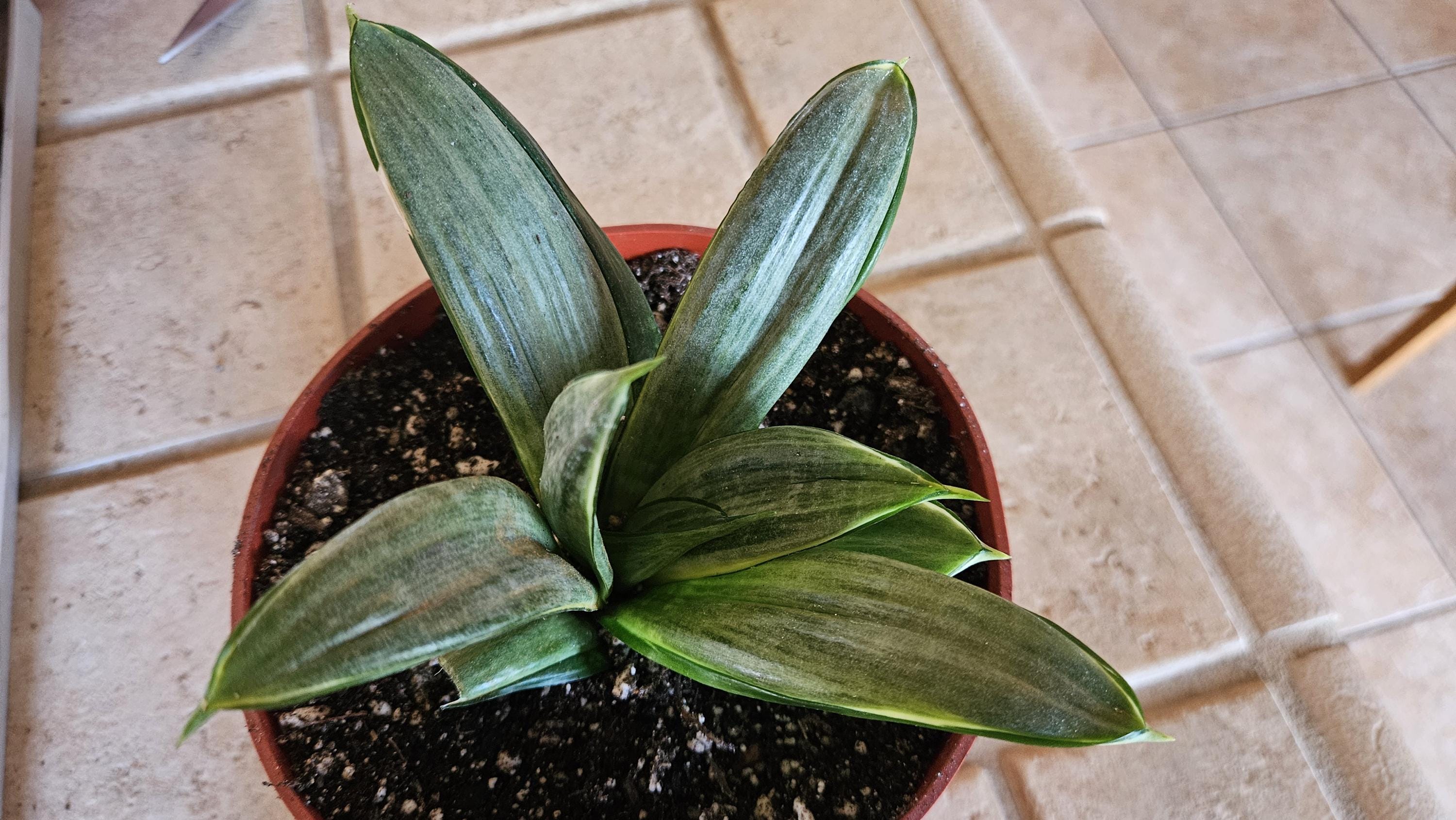 Sansevieria Silver Hahnii Snake Plant - Bird's Nest Variety Bare Root Plant