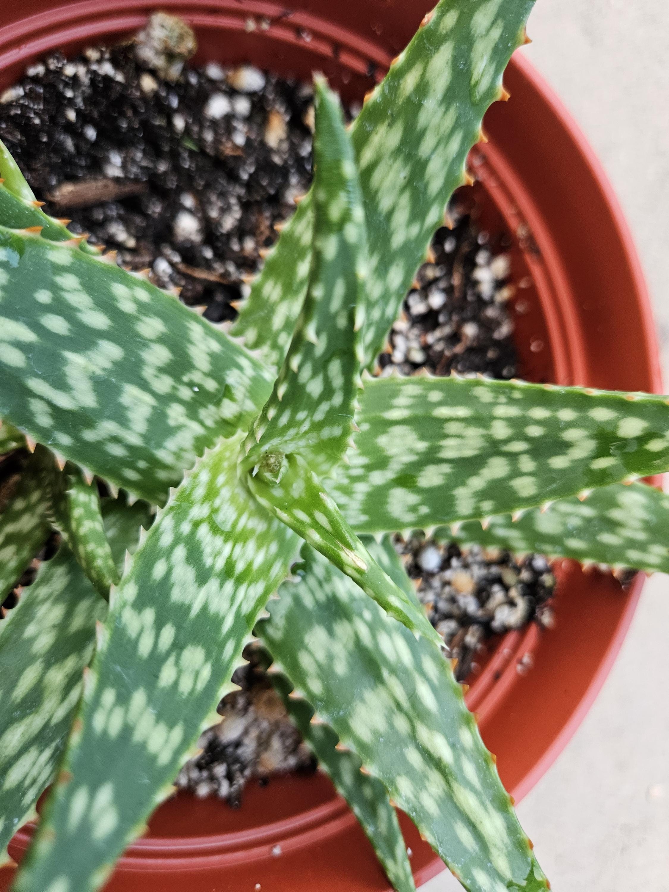 6" Aloe Hybrid - Succulent