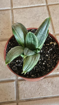 6" Sansevieria trifasciata 'Silver Hahnii' - Bird's Nest Snake Plant Bare Root